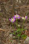 Curtiss' milkwort